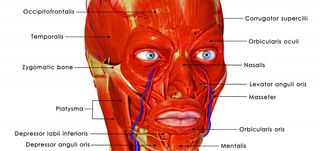 Schmerzen im Gesicht können muskuläre Verspannungen sein. (Bild: 7activestudio/fotolia)