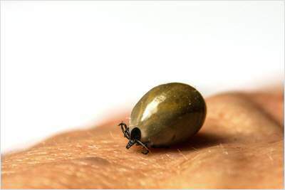 FSME & Borreliose Zecken warten auch im Garten Heilpraxis