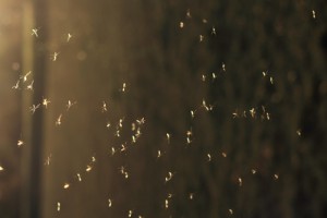 Buschmoskito-Tigermücke