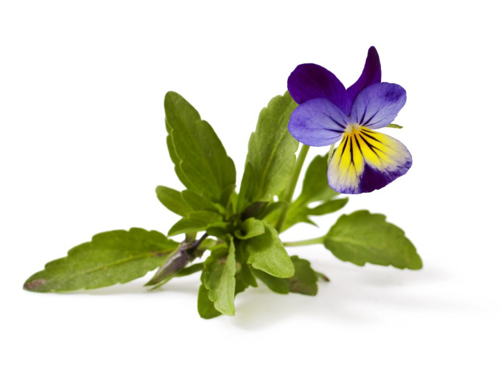 Ein Tee aus dem Kraut des Stiefmütterchens kann die unangenehmen Schmerzen lindern. (Bild: multik79/fotolia.com)