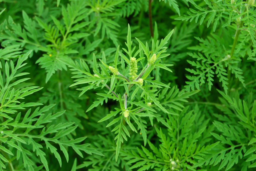 Ambrosiapflanze mit Blten