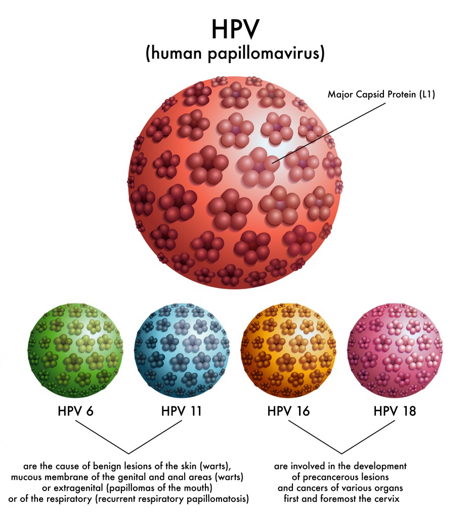 HP-Viren gelten als Auslöser für Gebärmutterhalskrebs. (Bild: rob3000/fotolia) 