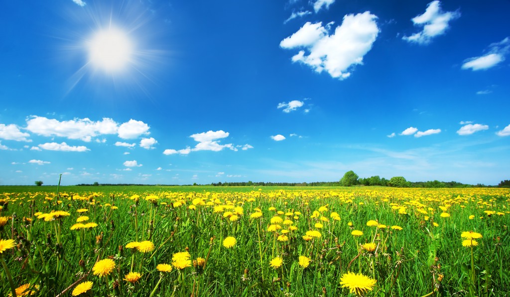 Field with dandelions and blue sky