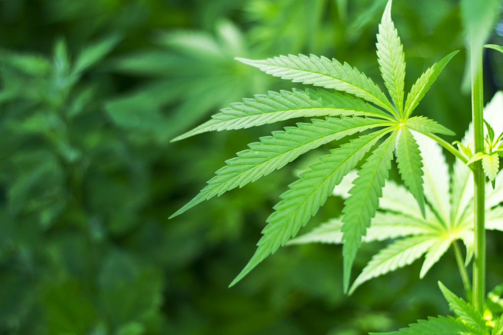 Soll Cannabis freigegeben werden oder nicht? Bei mäßigem Konsum durchaus entspannend, bei übermäßigem Konsum aber neurologisch schädlich. (Bild: sarra22/fotolia)