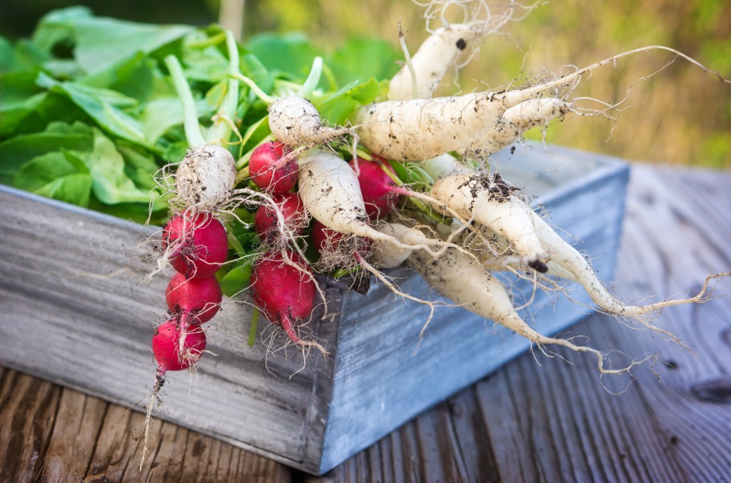 Reich an Vitamine und gesunden Inhaltsstoffen: Die Radieschen. Bild: fotoknips/fotolia