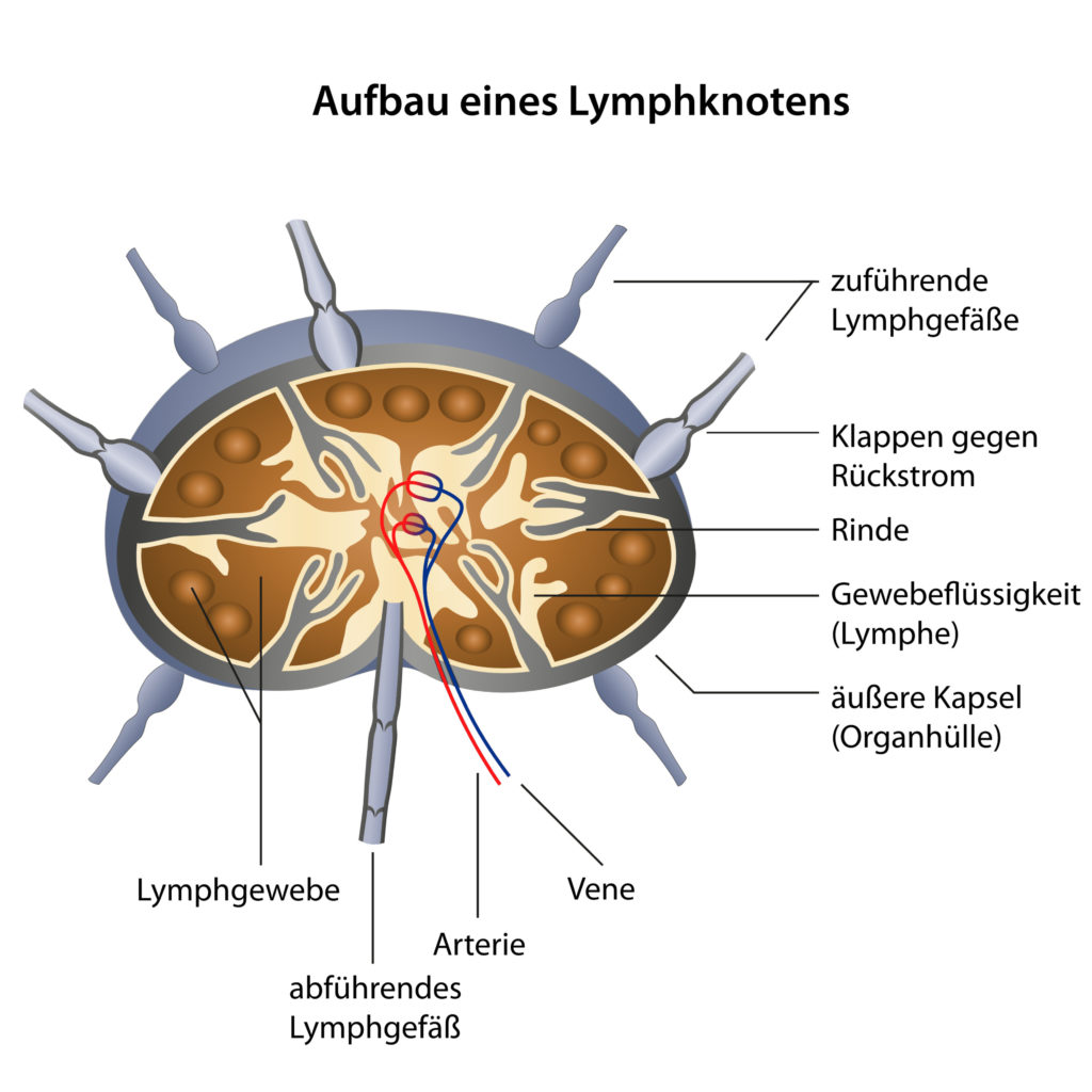 Aufbau eines Lymphknotens. (Bild: Bilderzwerg/fotolia)