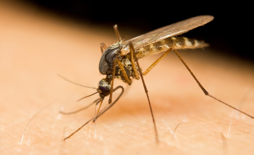 Mosquitoes sting on human skin