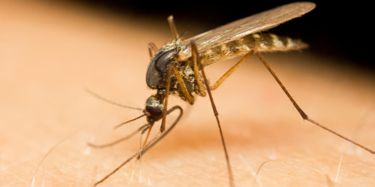 Mücke sticht in menschliche Haut