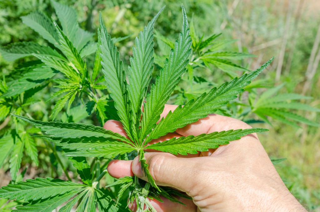 green marijuana in hand