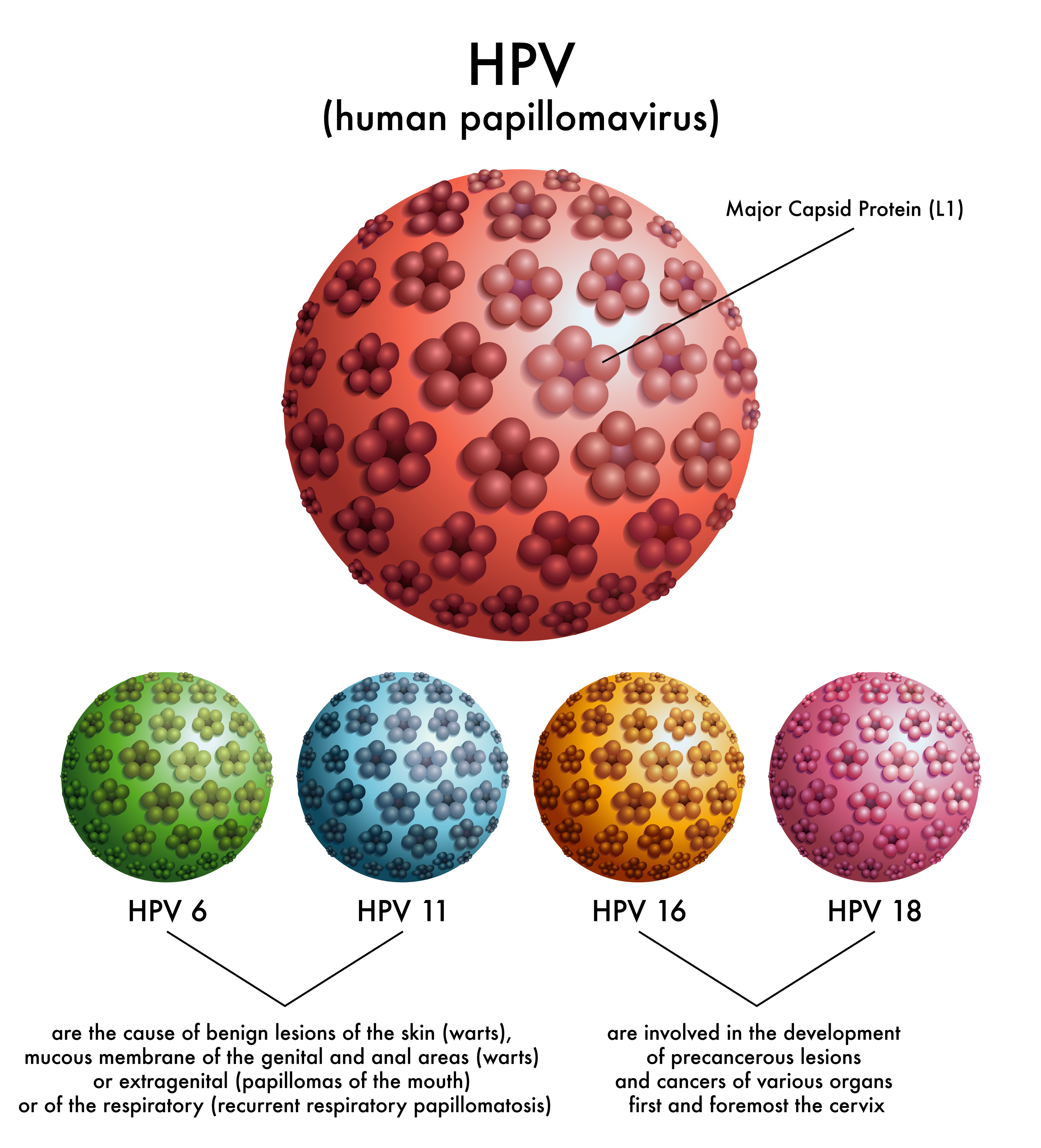 HPV virus coat structure | Okinawa Institute of Science and Technology OIST