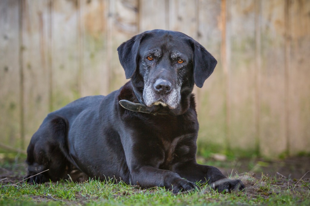 Labrador Retriever