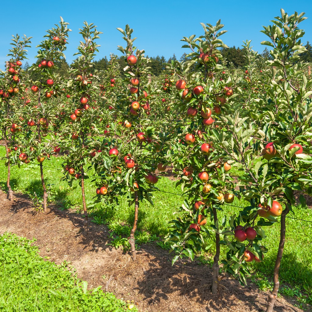 Apfelbume, Obstplantage, Landwirtschaft, Sommer