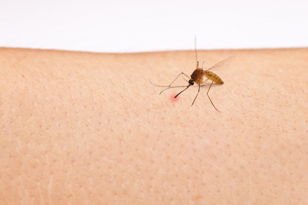 Einfache Hinweise zum Schutz vor Mücken. Bild: Peter Heimpel/fotolia