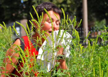 Mit Beginn der Ambrosia-Blüte zeigen viele Heuschnupfen-Patienten verstärkte Beschwerden. (Bild: stadelpeter/fotolia.com)