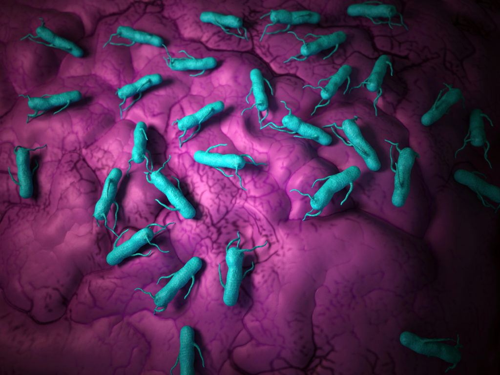 medical bacteria illustration of the salmonella