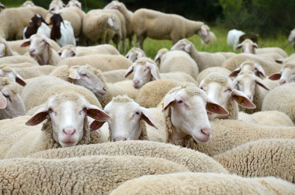 Schafe bilden wahrscheinlich die Infektionsquelle der aktuellen Q-Fieber-Fälle in Horb am Neckar. (Bild: Andrea Wilhelm/fotolia.com)