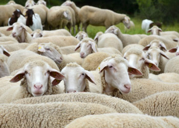 Schafe bilden wahrscheinlich die Infektionsquelle der aktuellen Q-Fieber-Fälle in Horb am Neckar. (Bild: Andrea Wilhelm/fotolia.com)