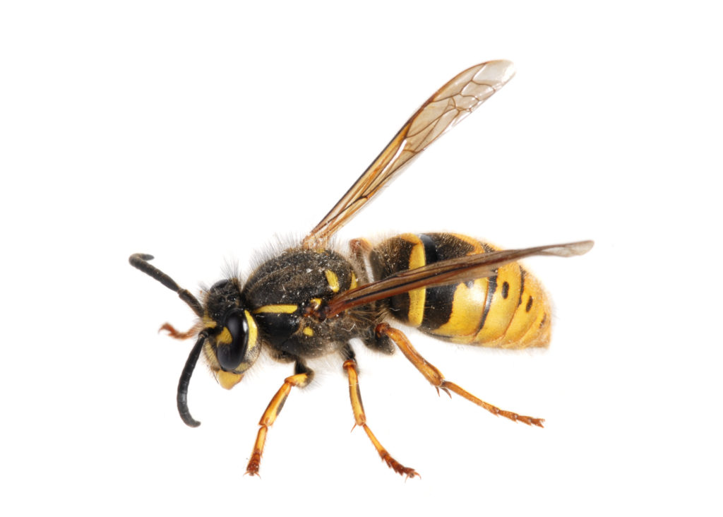 Wasp. (Paravespula germanica)