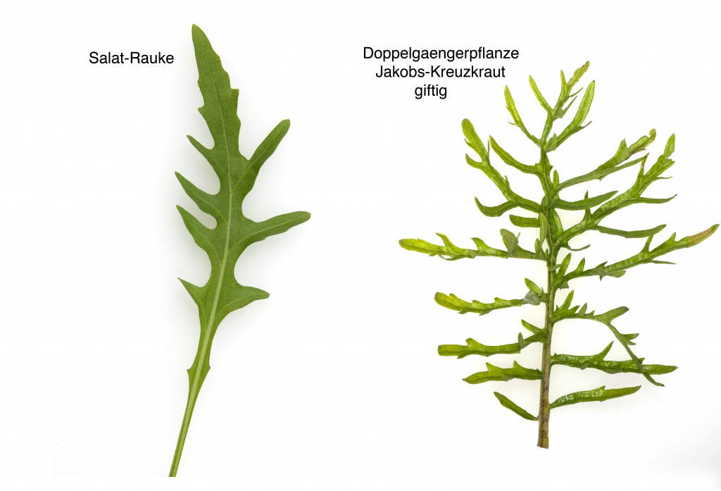 Jakobs Kreuzkraut nicht zu verwechsln mit Rauke, Rucola. Bild: emer -fotlia