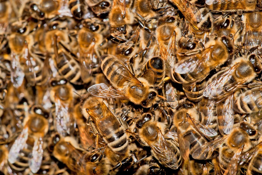 Gewusel in Schwarmtraube eines wilden Bienevolks