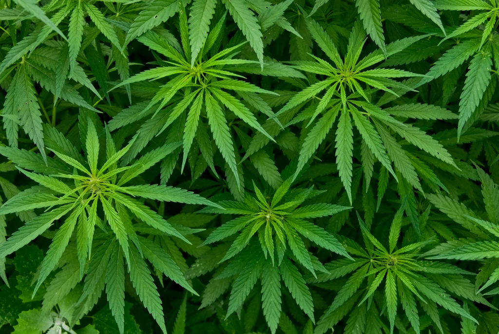 Cannabis beschleunigt die Heilung von Knochenbrüchen. (Bild: Opra/fotolia.com)