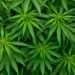 Cannabis beschleunigt die Heilung von Knochenbrüchen. (Bild: Opra/fotolia.com)