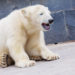 Die Todesursache des Eisbären Knut war eine spezielle Autoimmunerkrankung. (Bild: Hüttenhölscher/fotolia.com)