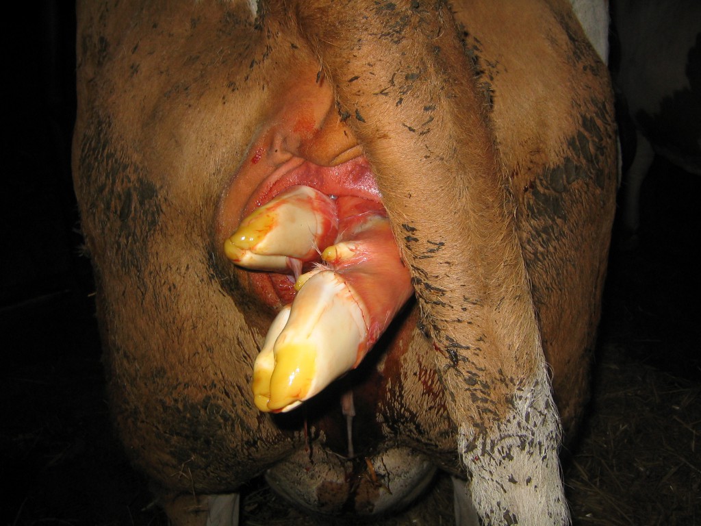 In einem peruanischen Dorf hat eine Kuh ein zweiköpfiges Kalb zur Welt gebracht. (Bild: Karl Traintinger