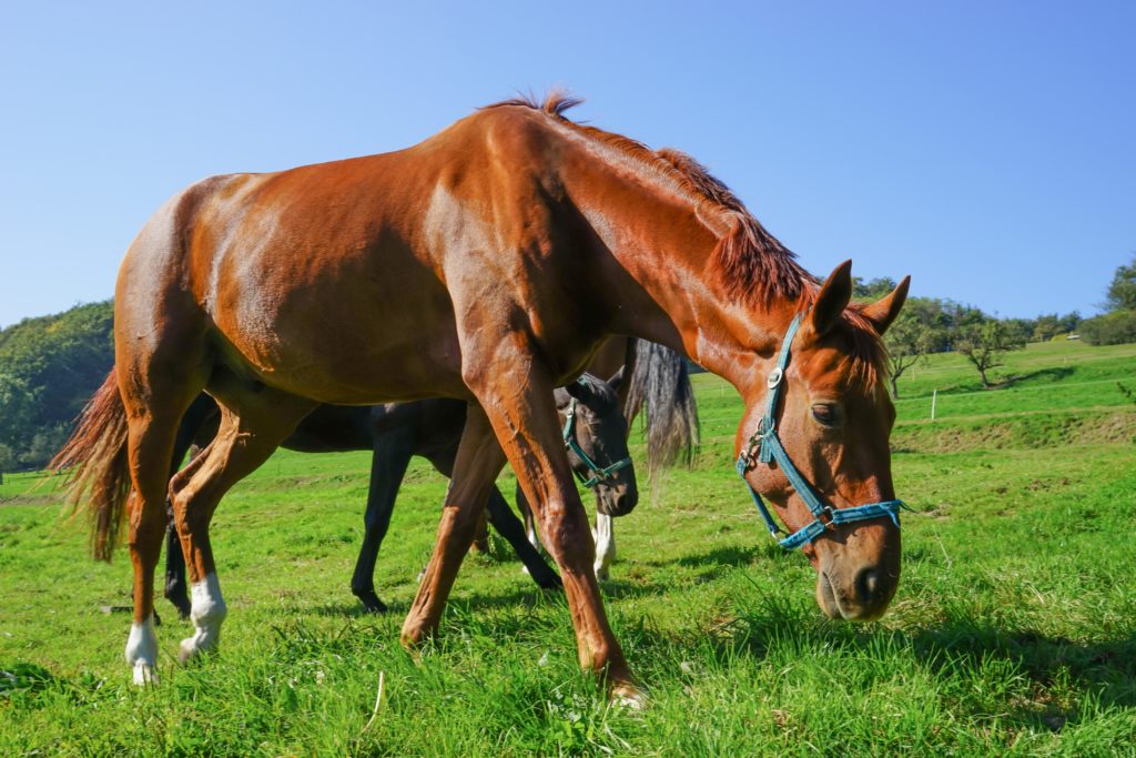 Nachdem in Bayern mehrere Fälle der Pferdeseuche nachgewiesen wurden, bestehe Angst vor einer Ausbreitung der Seuche. (Bild: countrypixel/fotolia.com)