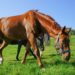 Nachdem in Bayern mehrere Fälle der Pferdeseuche nachgewiesen wurden, bestehe Angst vor einer Ausbreitung der Seuche. (Bild: countrypixel/fotolia.com)