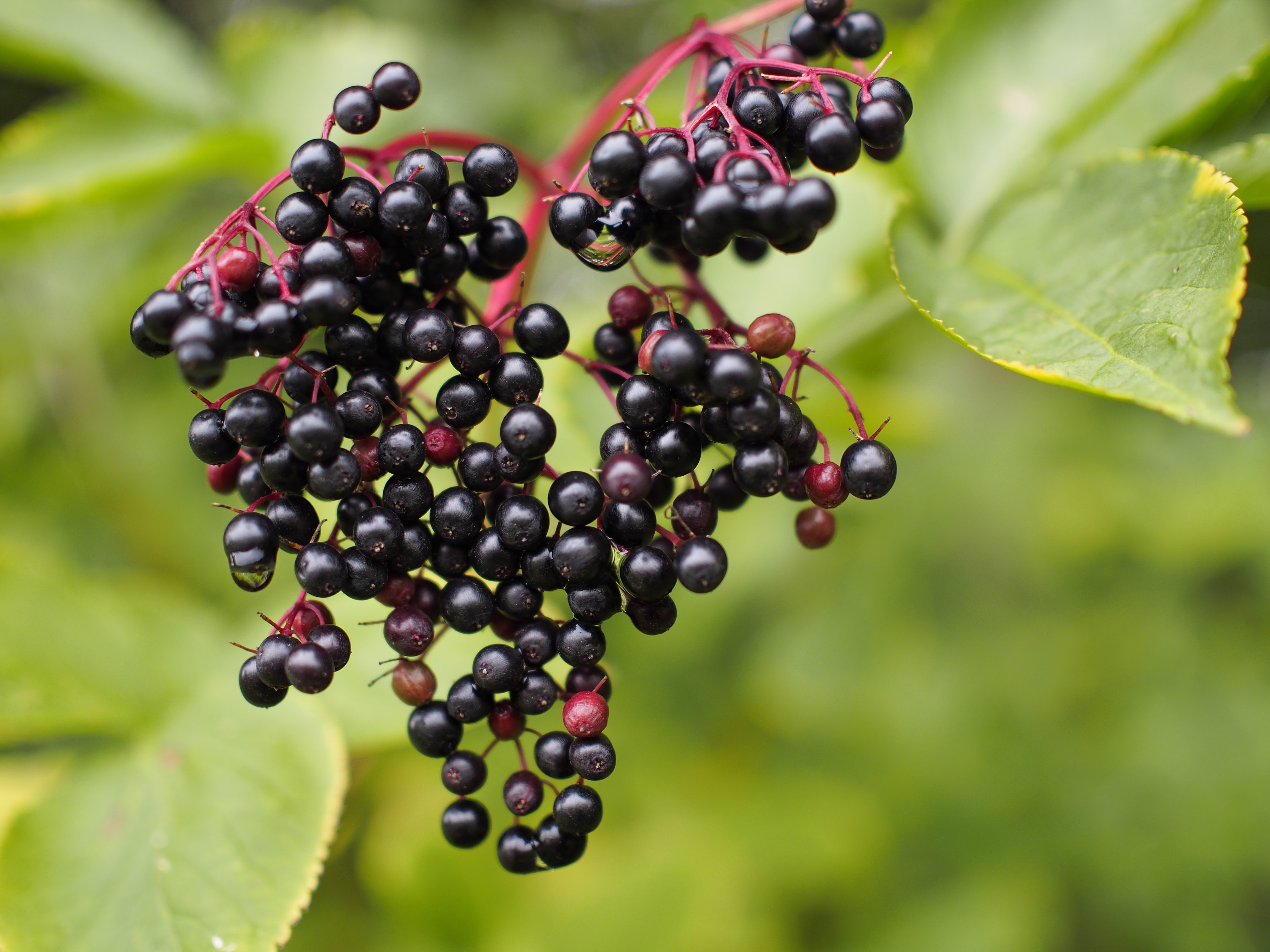 Schwarzer Holunder: Heimische Beeren zur Stärkung des Immunsystems ...