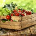 Tomaten richtig lagern. Bild: magdal3na - fotolia