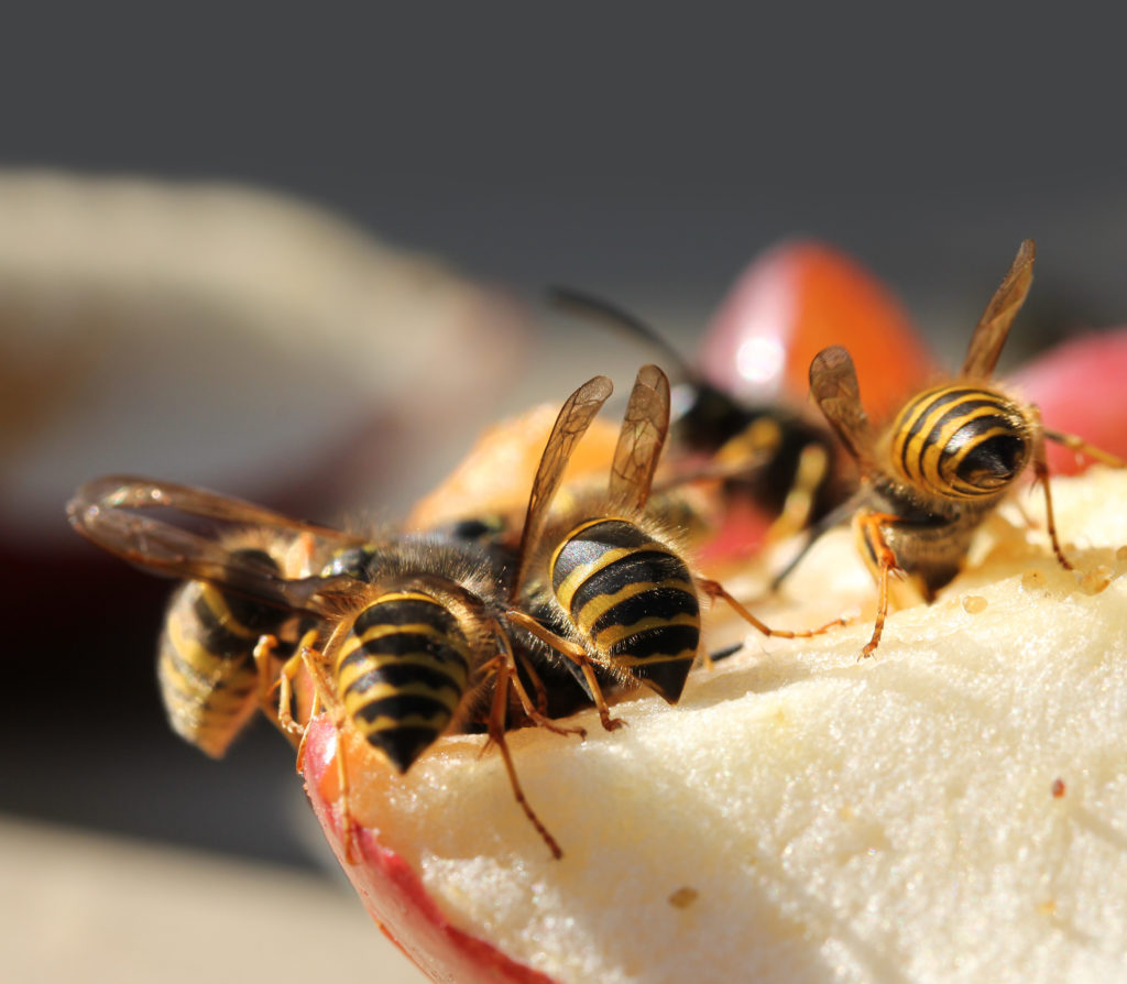 Wespen sind beim Essen im Freien während des Sommer ein ständiger Begleiter. Verschiedene Hausmittel können helfen, diese fernzuhalten. (Bild: Anterovium/fotolia.com)