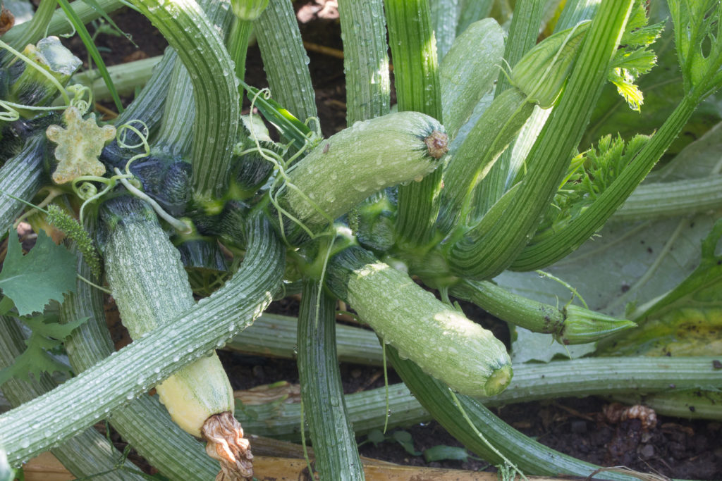 Zucchini und andere selbst angebaute Pflanzen können Giftstoffe enthalten. (Bild: Angelaravaioli/fotolia.com)