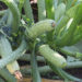 Zucchini und andere selbst angebaute Pflanzen können Giftstoffe enthalten. (Bild: Angelaravaioli/fotolia.com)