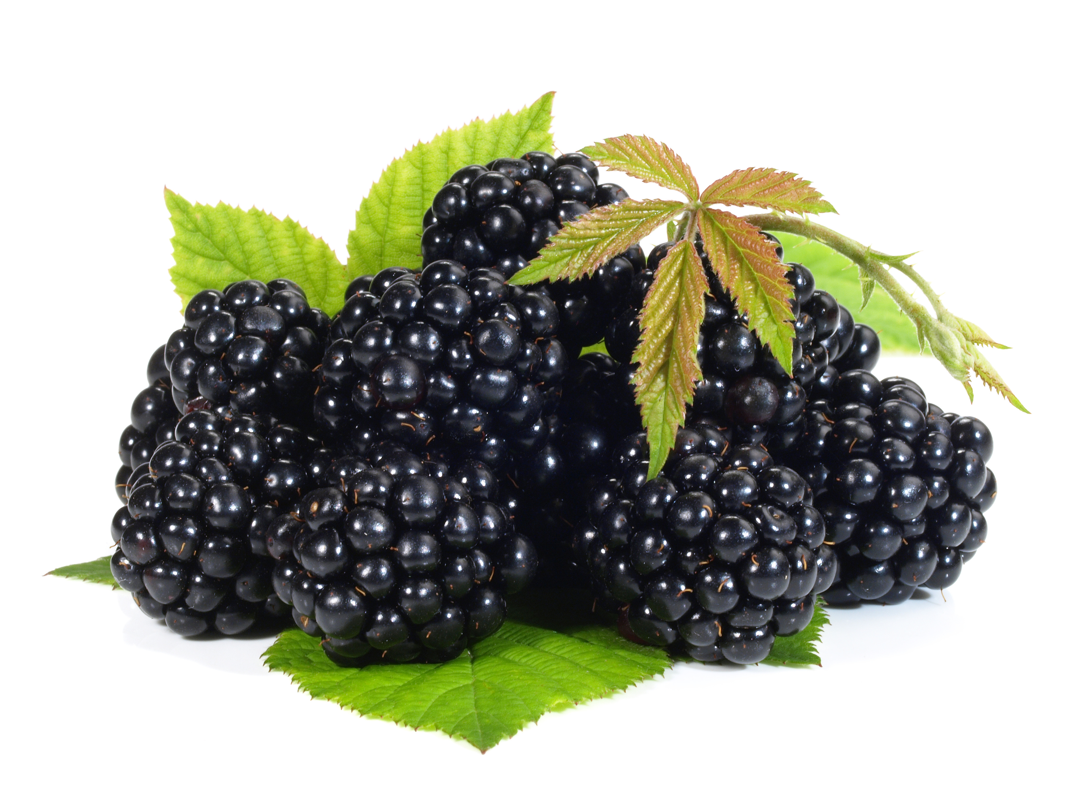 Provitamin A: Brombeeren mehr als gesund – Heilpraxis