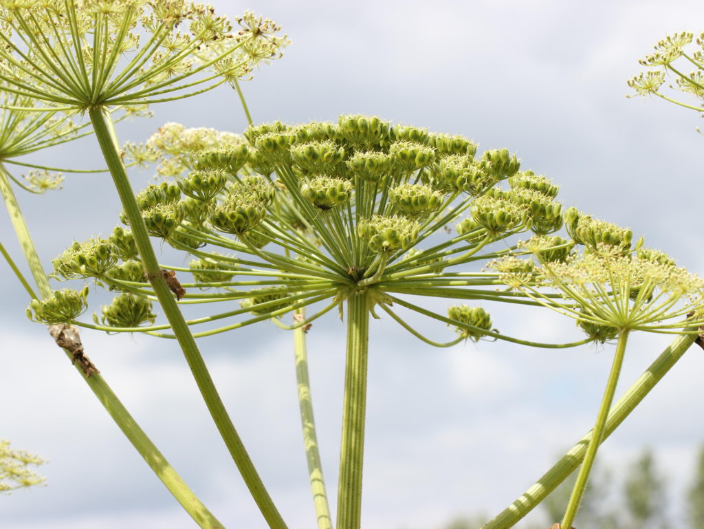 Warnung vor Riesen-Bärenklau. Bild: arolina66 - fotolia