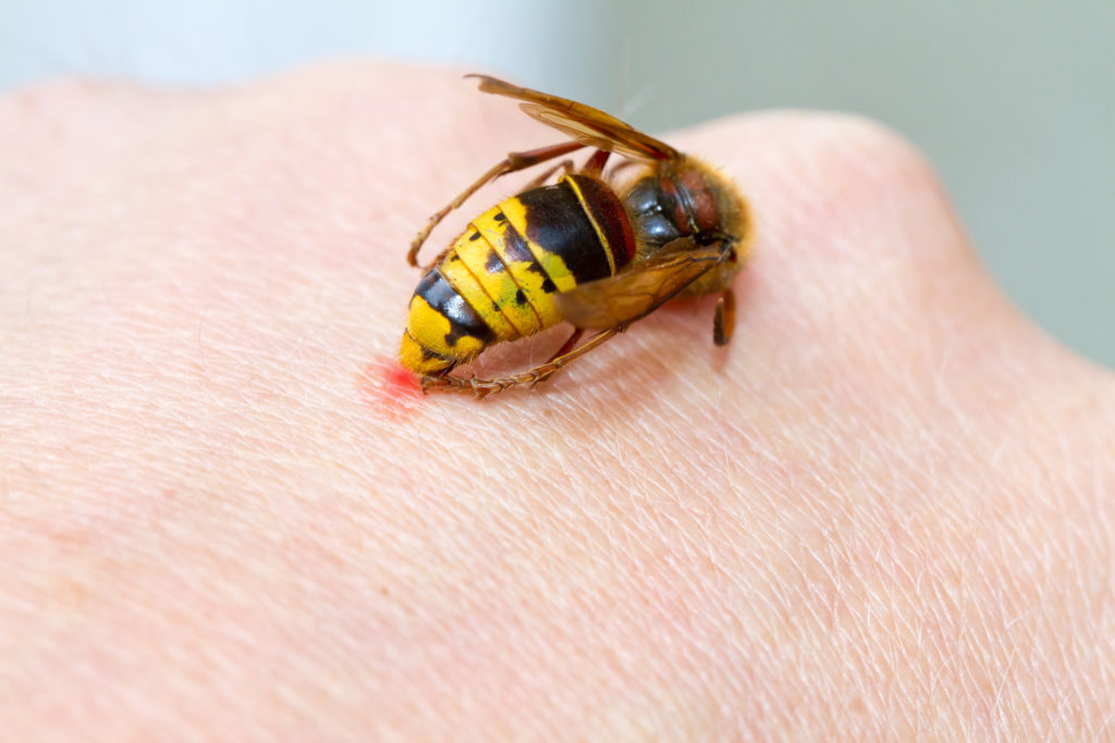 Die gelb-schwarze Wespenplage. Bild: Jürgen Fälchle - fotolia
