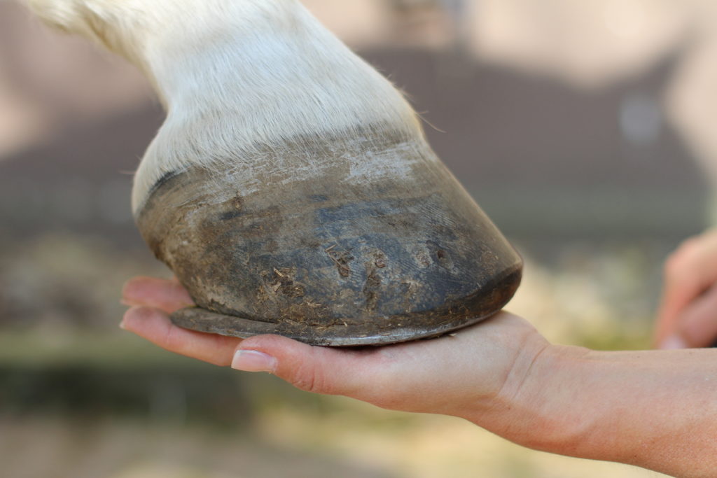 In der Geschichte der Tiermedizin spielte die Pferdeheilkunde anfänglich eine maßgebliche Rolle. (Bild: Sven Cramer/fotolia.com)