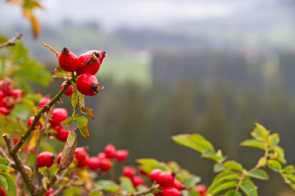 Hagebutten zählen zu den heimischen Gewächsen, die auf natürliche Weise zur Stärkung der Abwehrkräfte beitragen können. (Bild: Jürgen Fälchle/fotolia.com)