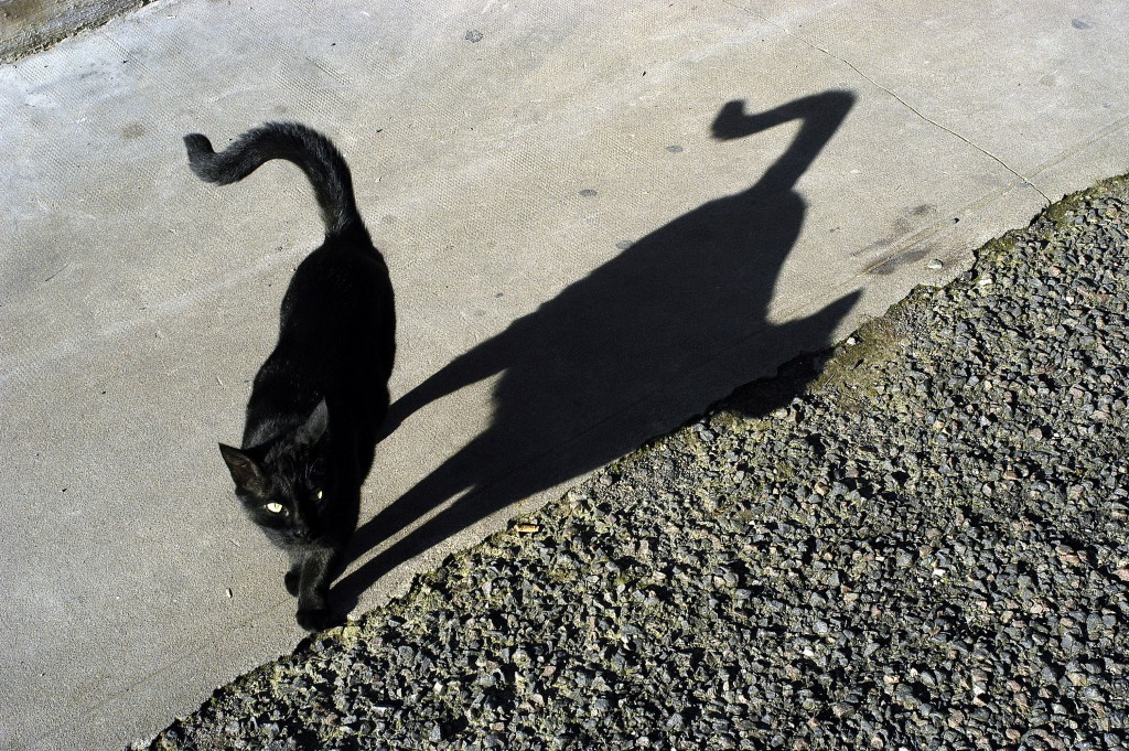 Schwarze Katzen werden bis heute von vielen Menschen in Zusammenhang mit bevorstehenden unheilvollen Ereignissen gebracht. (Bild: dicktraven/fotolia.com)