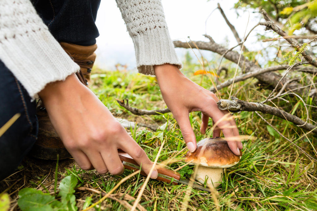 Nur wer wirklich Ahnung hat, sollte Pilze im Wald suchen. Ansonsten drohen schwere Vergiftungen, die sogar zum Tode führen können. Bild: Kzenon - fotolia