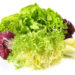 Gesund und lecker: Endivie. Bild: ExQuisine - Fotolia