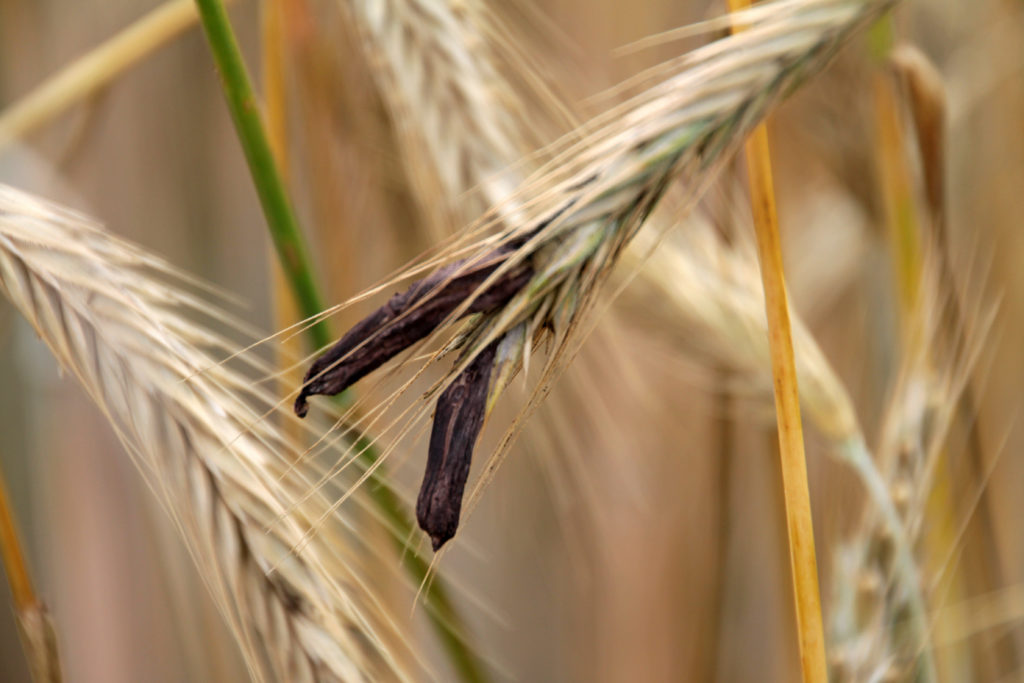 Mutterkorn führt zu Vergiftungen, die mit schweren Wahnzuständen einhergehen können. (Bild: Martina Berg/fotolia.com)