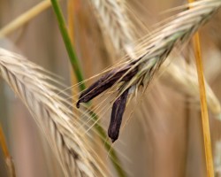 Mutterkorn führt zu Vergiftungen, die mit schweren Wahnzuständen einhergehen können. (Bild: Martina Berg/fotolia.com)