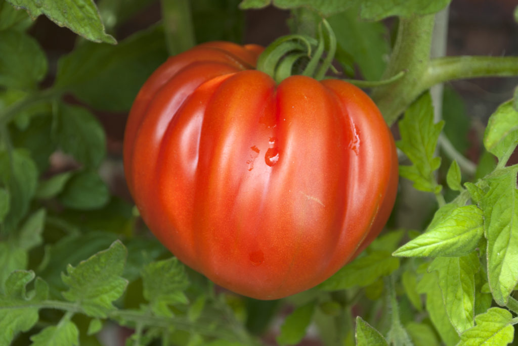 Die Blätter von Tomaten fangen schnell Pilz ein. Bild: bidaya - fotolia