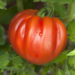Die Blätter von Tomaten fangen schnell Pilz ein. Bild: bidaya - fotolia