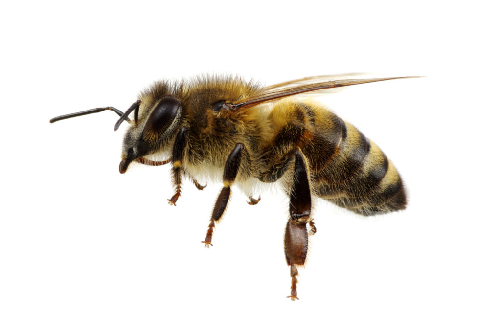 Bee isolated on the white