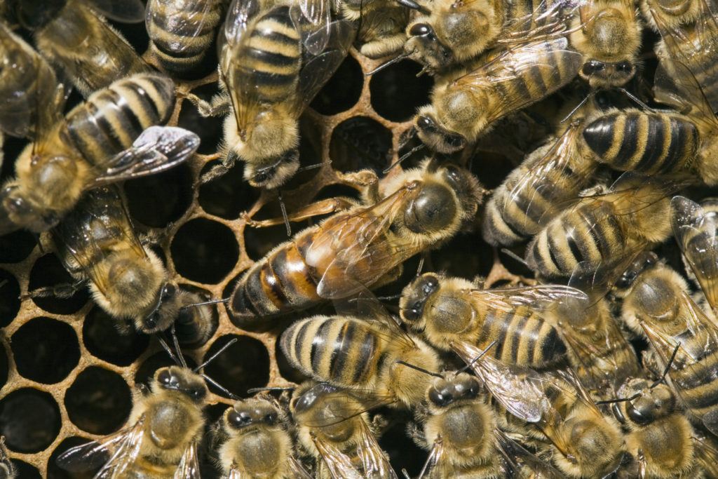 Manche Insektizide bedingen ein Sterben der Bienenköniginnen. (Bild: Heinz Waldukat/fotolia.com)