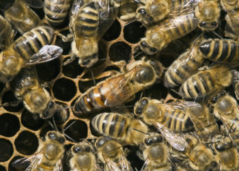 Manche Insektizide bedingen ein Sterben der Bienenköniginnen. (Bild: Heinz Waldukat/fotolia.com)